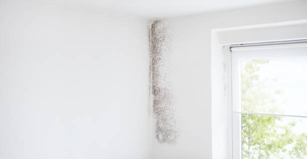Trusted Greenacres, CA Mold Removal Experts