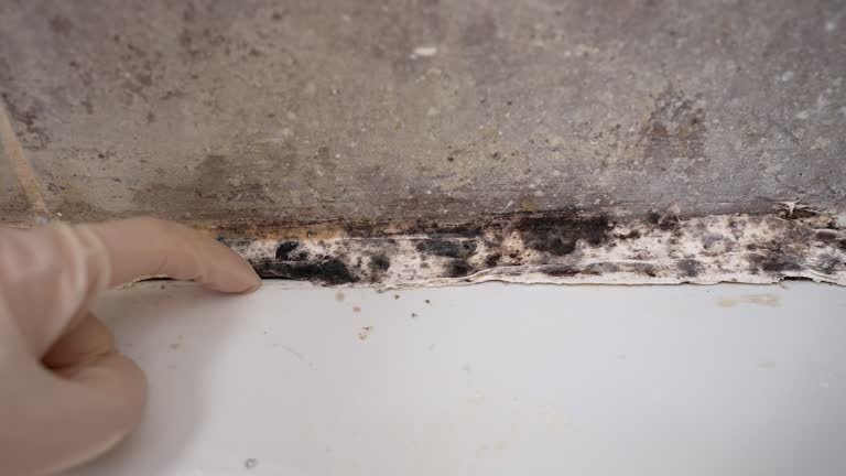 Best Forensic Mold Investigation  in Greenacres, CA